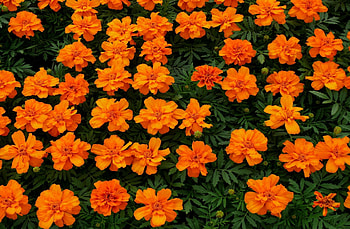 Flowers, Bright, Flower Bed, Flowerbed, Velvet, Barhotki HD wallpaper