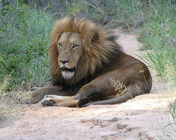 big lion, huge head, huge mane, lion, male HD wallpaper
