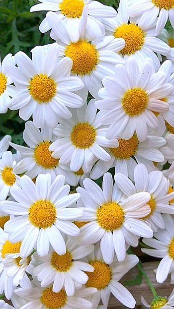 Flower, Daisy Flower HD phone wallpaper