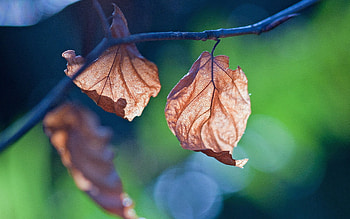 Nature, Leaves, Macro, Branch HD wallpaper