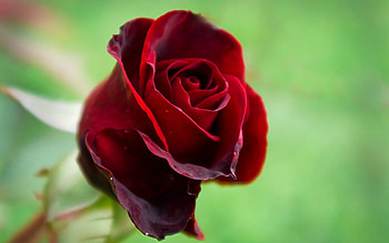 Plants, Flowers, Roses HD wallpaper