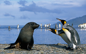 Seal in Antarctica, 14177, Icy landscape, Remote location HD wallpaper