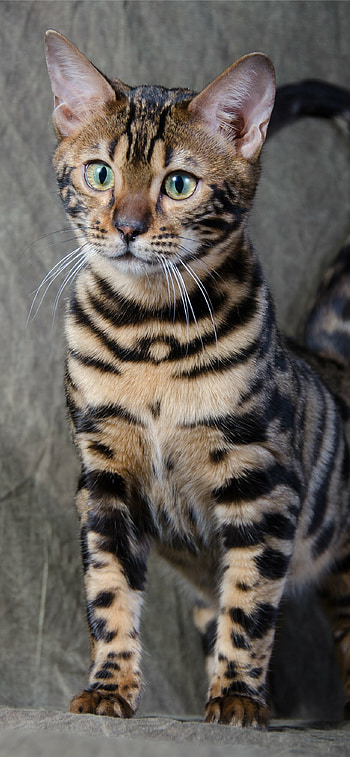 High-quality bengal cats , Stunning backgrounds, Perfectly captured beauty, Aesthetic appeal HD phone wallpaper