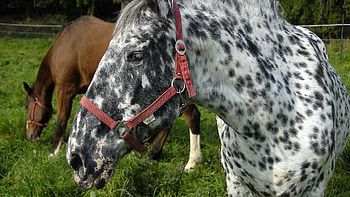 Animals, Food, Grass, Couple, Pair, Spotted, Horse HD wallpaper