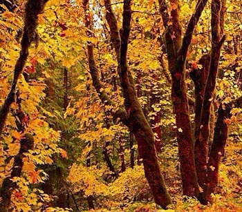 Autumn Forest, trees, autumn, nature, forest HD wallpaper