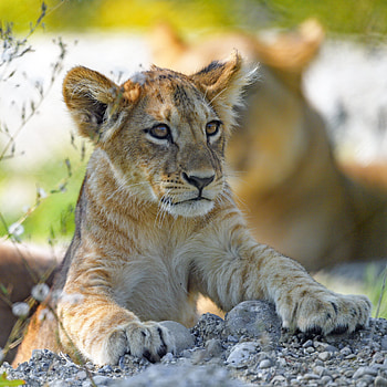 Animals, Young, Lion, Predator, Sight, Opinion, Joey, Lion Cub HD phone wallpaper