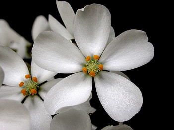 Flowers, Petals, Pollen, Contrast HD wallpaper