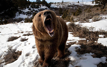Roar, Grizzly Bears HD wallpaper