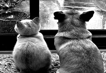 *friendship*, dog, cat, window, rain HD wallpaper