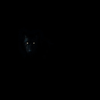 Dark, Eyes, Darkness, Wolf, Animal HD wallpaper