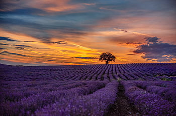 Breathtaking lavender field with a lone tree under a vibrant sunset sky. Perfect rural scenery. HD wallpaper