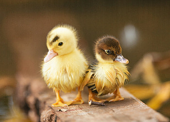 Ducklings, duck, animals, ducklings HD wallpaper