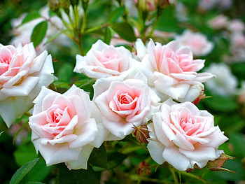 Lovely roses, cluster, white, pink, roses, floribunda, graphy, garden HD wallpaper