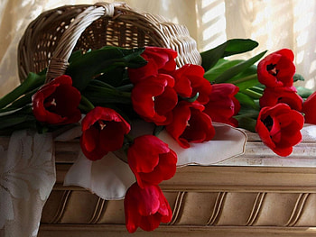 Plants, Flowers, Tulips, Bouquets HD wallpaper