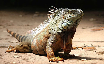 Iguana, Der grne leguan, Ballena Tales magazine, Travel guide HD wallpaper