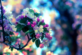 spring, graphy, trees, flowers, nature, beauty HD wallpaper
