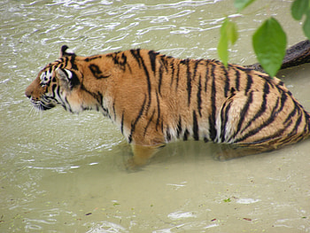 Quick Dip, tiger, animals, cats, water, bathing HD wallpaper