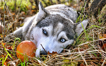 Animals, Grass, To Lie Down, Lie, Sadness, Husky, Sorrow, Waiting, Expectation HD wallpaper