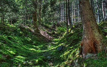 Nature, Trees, Grass, Forest, r HD wallpaper