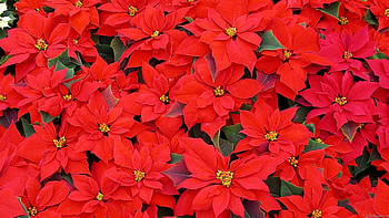 Red poinsettias, MLE collection HD wallpaper