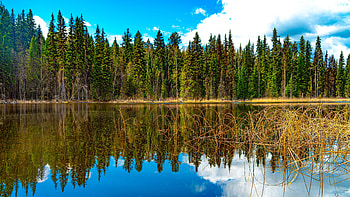 Beautiful Landscape View Of Trees Grass Bushes Forest In Blue Sky Background Reflection In Lake Nature HD wallpaper