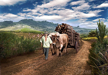 for you DE44, farmer, cows, wood, field HD wallpaper