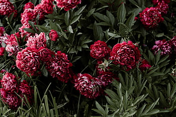Captivating red peonies in lush bloom, showcasing vibrant petals and fresh foliage. HD wallpaper