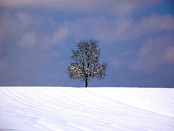 winter, blue, white, green, sky, nature, ice, tree HD wallpaper