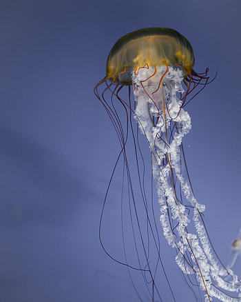 Animals, Sea, Jellyfish, Being, Creature, Tentacles, Under Water, Underwater HD phone wallpaper