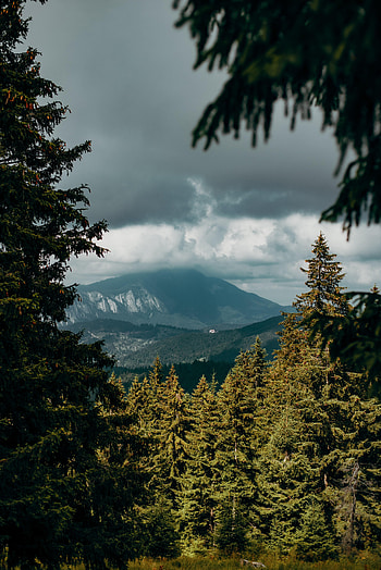 Nature, Sky, Mountains, Vertex, Branches, Fir, Spruce, Tops HD phone wallpaper