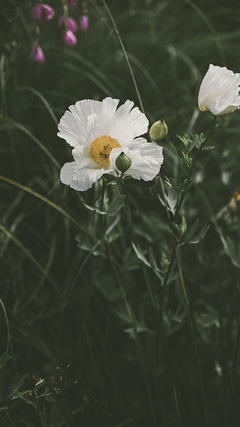White Poppy, Beautiful flower, Nature's beauty, Retina HD phone wallpaper