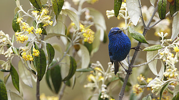Animals, Flowers, Bird, Branch, Color HD wallpaper