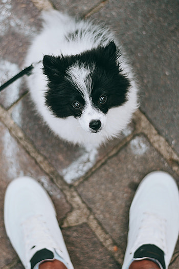 Animals, Legs, Dog, Pet, Stroll HD phone wallpaper