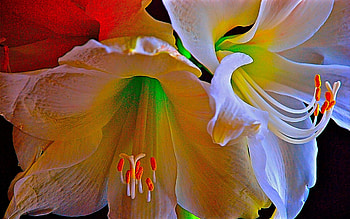 Gifts of love, love, caring, flowers, romance, lovely HD wallpaper