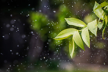 Nature, Leaves, Drops, Plant, Spray HD wallpaper