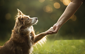 :), animal, dog, bokeh, green, cute, paw, hand, caine HD wallpaper