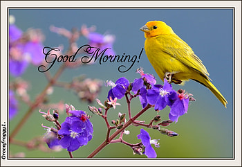GOOD MORNING, GOID, COMMENT, MORNING, CARD HD wallpaper