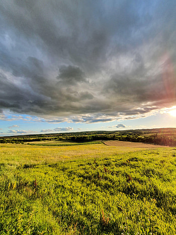 Nature, Trees, Grass, Sky, Bush, Beams, Rays, Field HD phone wallpaper