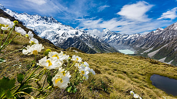Wildflowers in spring, landscape, sky, mountains, blossoms, clouds HD wallpaper
