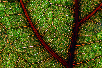 Macro, Sheet, Leaf, Cracks, Crack HD wallpaper