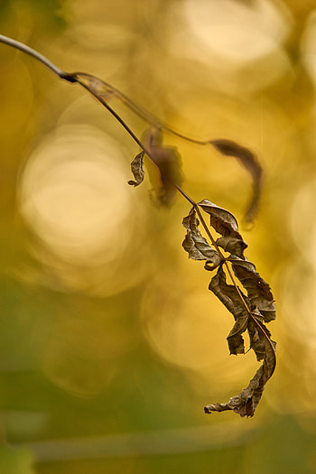 Plant, Macro, Dry, Leaflet HD phone wallpaper