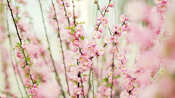Flowers, Plant, Branch HD wallpaper