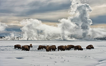 Yellowstone National Park, Travels, , backgrounds HD wallpaper