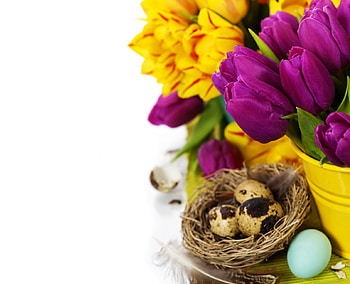 Easter, purple, rulips, flowers, spring, eggs HD wallpaper