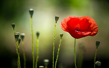 Poppy Flower, , Poppies field, Floral HD wallpaper