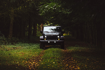 Black jeep, forest, Jeep Wrangler HD wallpaper
