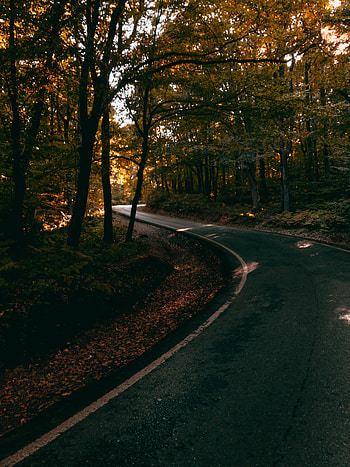 Alley, Nature, Trees, Dahl, Distance, Sinuous, Winding HD phone wallpaper