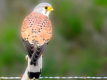 Beautiful Bird, cool, beautiful, bird HD wallpaper