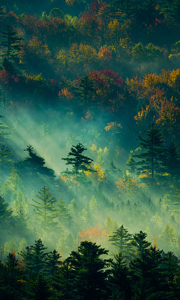 Fog in Jungle, sunlight, fog, nature, forest HD phone wallpaper