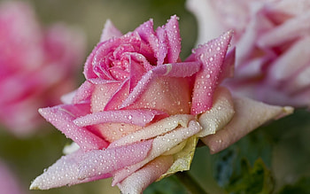 Rose, pink, wet, flower, water drops HD wallpaper